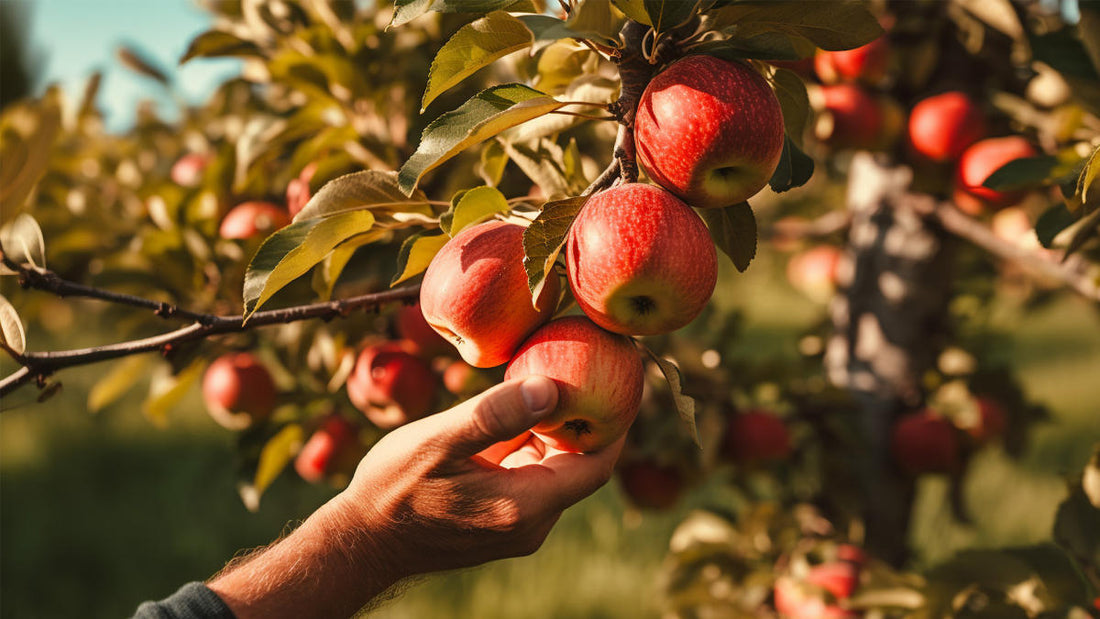 How Lebanon’s Apples Keep Rural Families Alive